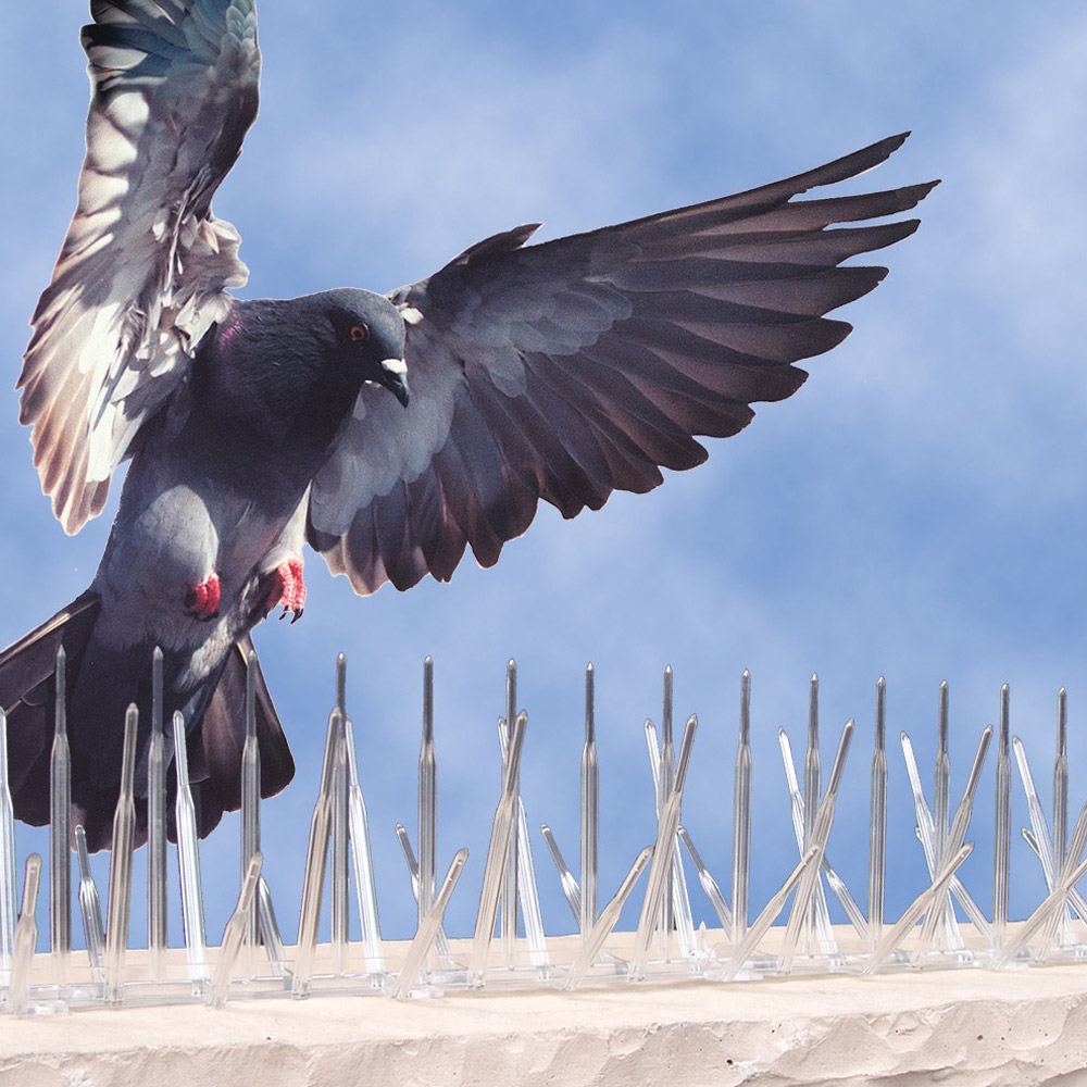 Solutions efficaces contre les pigeons à Aulnay sous Bois en Seine Saint Denis 93