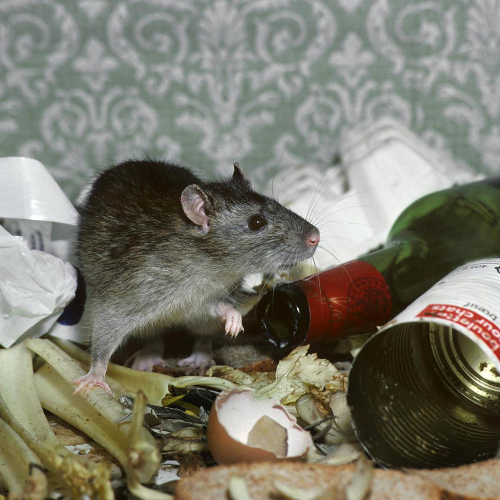 Dératisation, rats, souris et mulots à Argenteuil dans le Val d'Oise 95