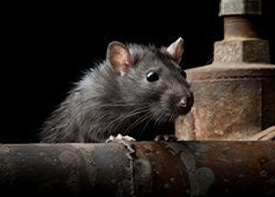 Traitement contre les rats à Bondy en Seine Saint Denis 93
