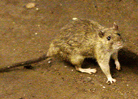 Traitement contre les rats à Coubron en Seine Saint Denis 93