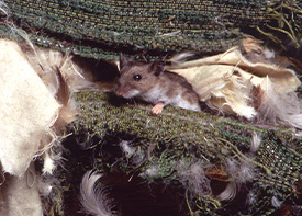 Traitement contre les rats à Épinay-sur-Seine en Seine Saint Denis 93