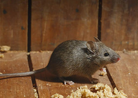 Traitement contre les rats à Gagny en Seine Saint Denis 93
