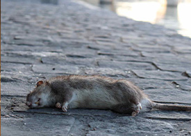 Traitement contre les rats à Gournay-sur-Marne en Seine Saint Denis 93