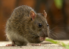 Traitement contre les rats à Dératisation à Herblay dans le Val d'Oise 95