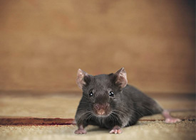 Traitement contre les rats à Les Pavillons-sous-Bois en Seine Saint Denis 93