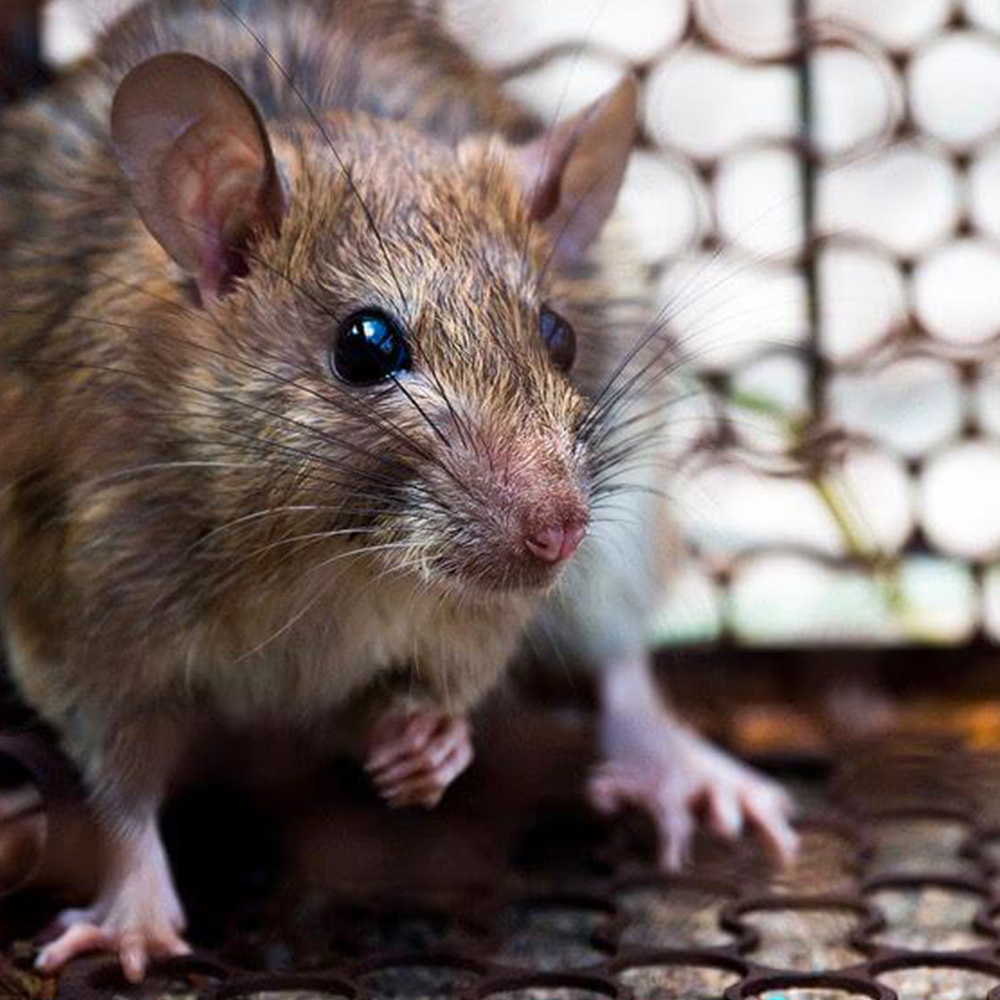 Dératisation, rats, souris et mulots à Les Pavillons-sous-Bois en Seine Saint Denis 93