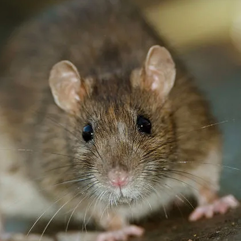 Dératisation, rats, souris et mulots à Lucé en Eure-et-Loir 28