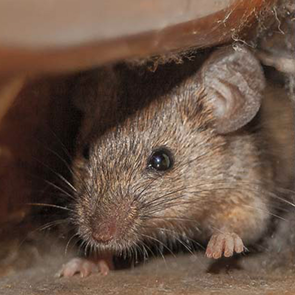 Dératisation, rats, souris et mulots à Meaux en Seine et Marne 77