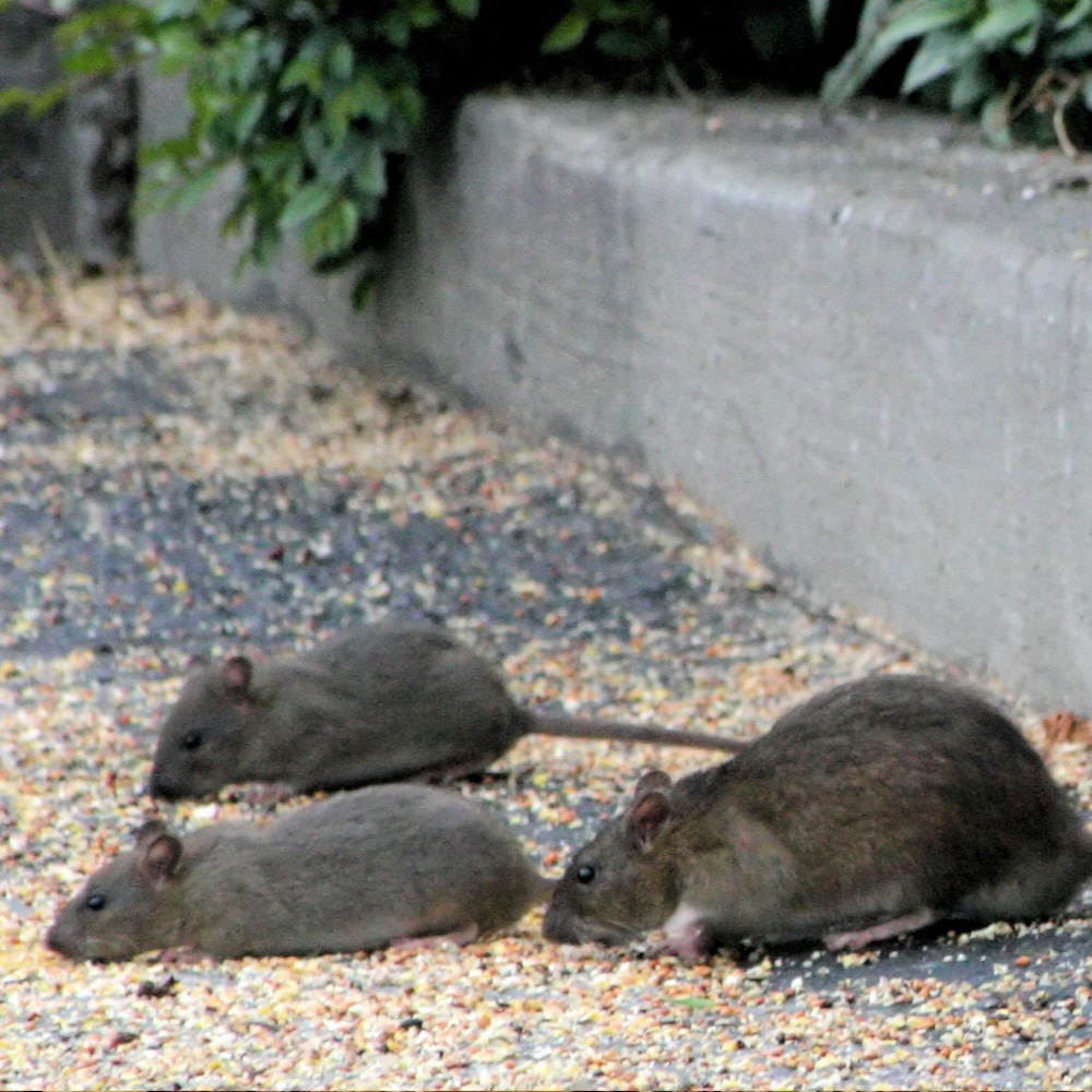 Dératisation, rats, souris et mulots à Montfermeil en Seine Saint Denis 93