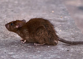 Traitement contre les rats à Montreuil en Seine Saint Denis 93