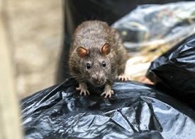 Traitement contre les rats à Neuilly-Plaisance en Seine Saint Denis 93
