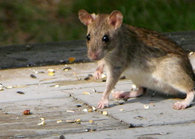 Traitement contre les rats à Romainville en Seine Saint Denis 93