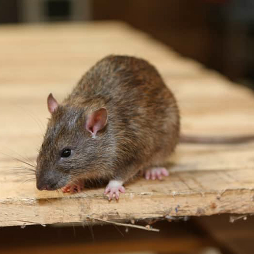 Dératisation, rats, souris et mulots à Saint-Denis en Seine Saint Denis 93
