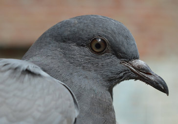 Des solutions efficaces pour éloigner les pigeons en Ile de France