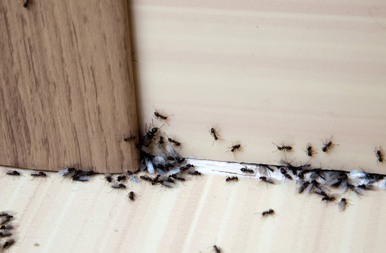 Invasion de fourmis à la Courneuve 93
